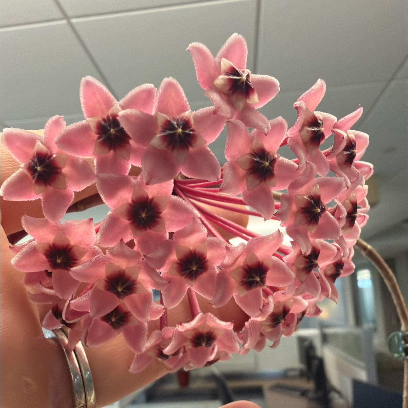 Photo of the plant species Rubra Hoya Carnosa by @StoriedCyclamen named Plantasia on Greg, the plant care app