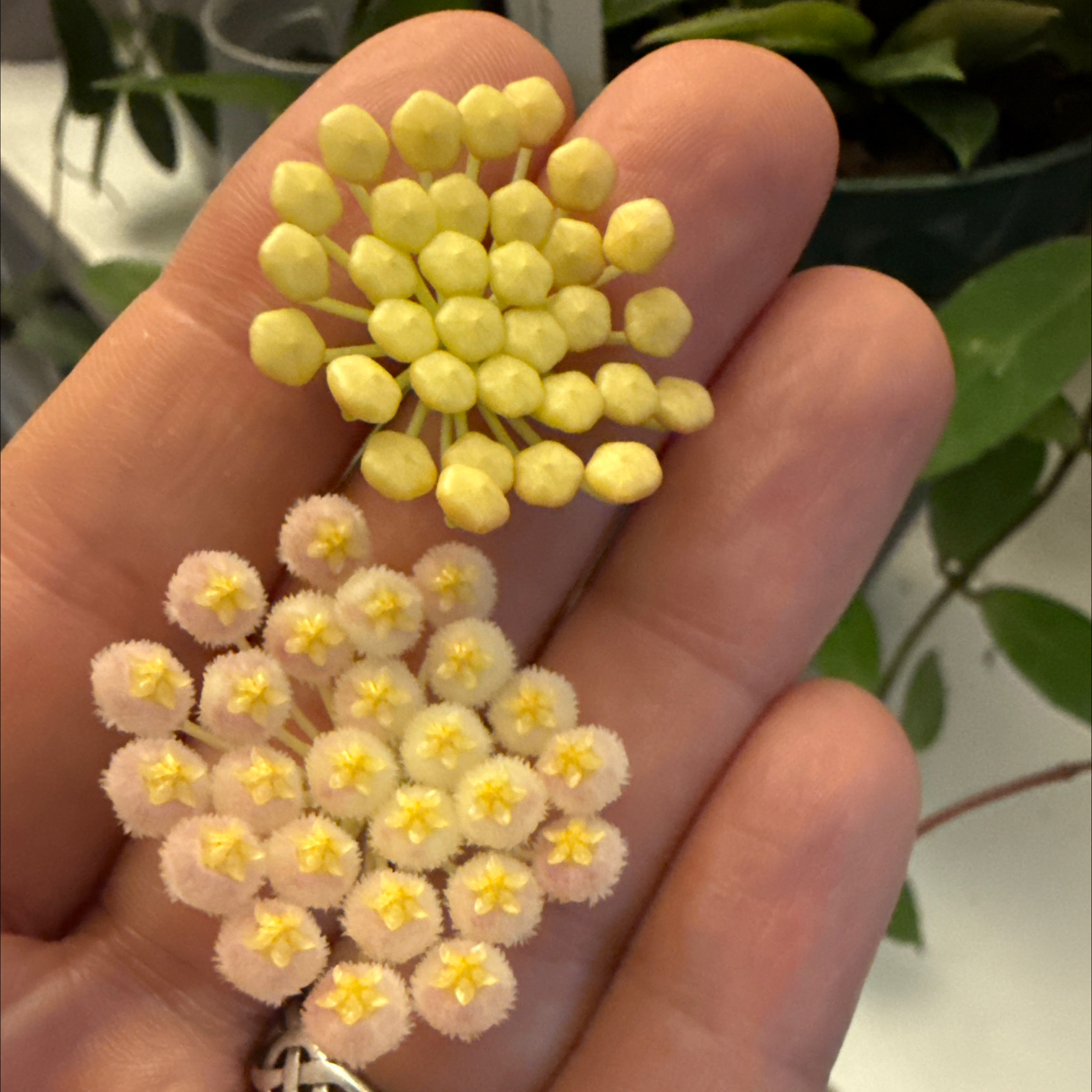 Photo of the plant species Hoya 'Rebecca' by @StoriedCyclamen named Rebecca (lacunosa Langkawi Island x obscura) on Greg, the plant care app