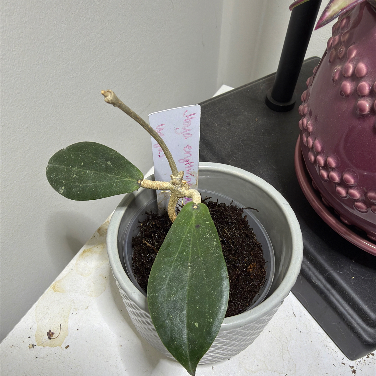 Photo of the plant species Hoya erythrina by @StoriedCyclamen named Erika (home) on Greg, the plant care app