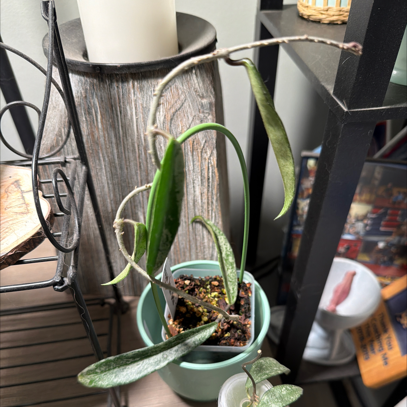 Photo of the plant species Hoya Minibelle by @StoriedCyclamen named Belle on Greg, the plant care app