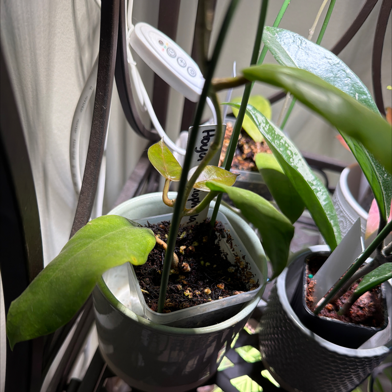 Photo of the plant species Hoya cardiophylla by @StoriedCyclamen named Cardi-B on Greg, the plant care app