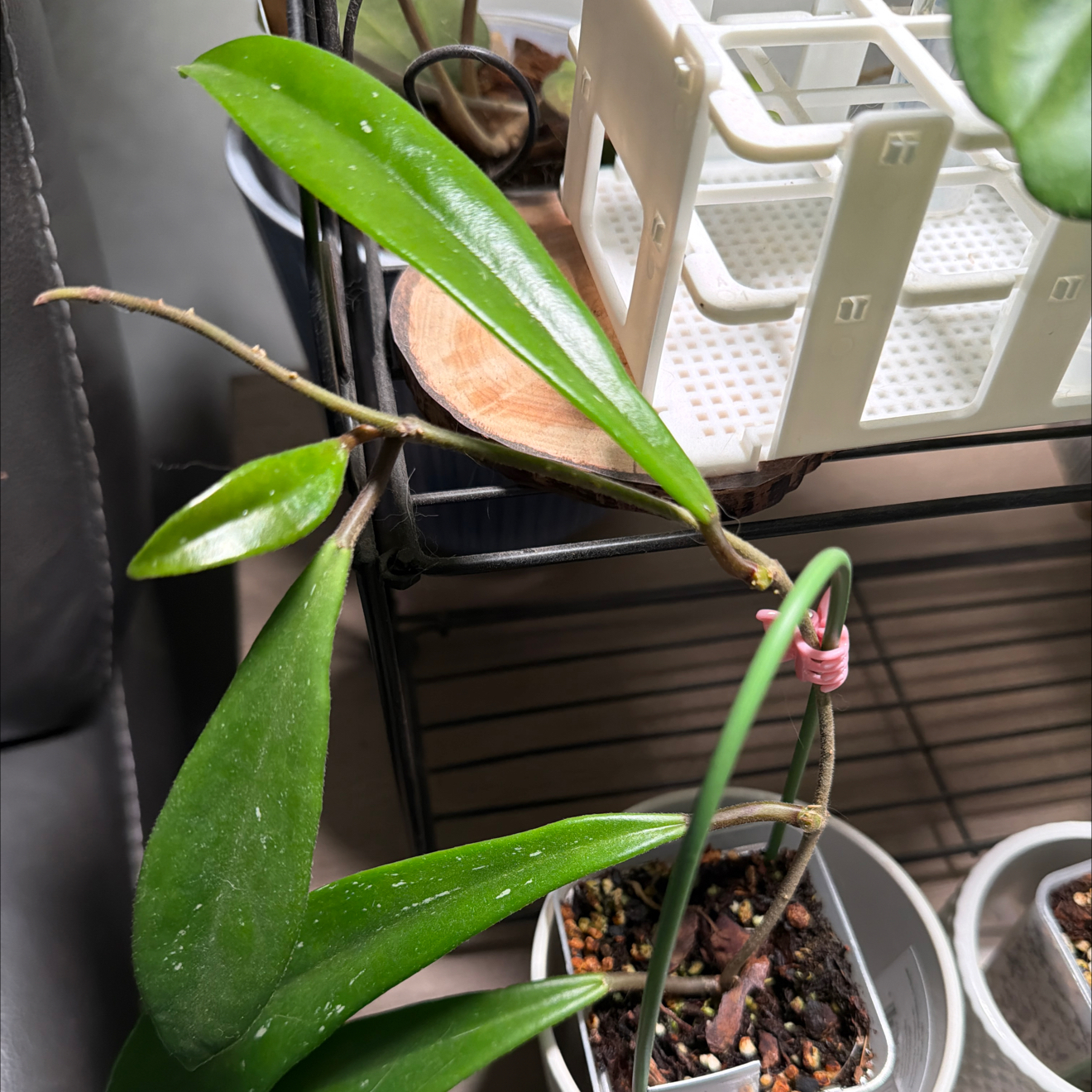 Photo of the plant species Hoya revolubilis by @StoriedCyclamen named Robert Plant on Greg, the plant care app