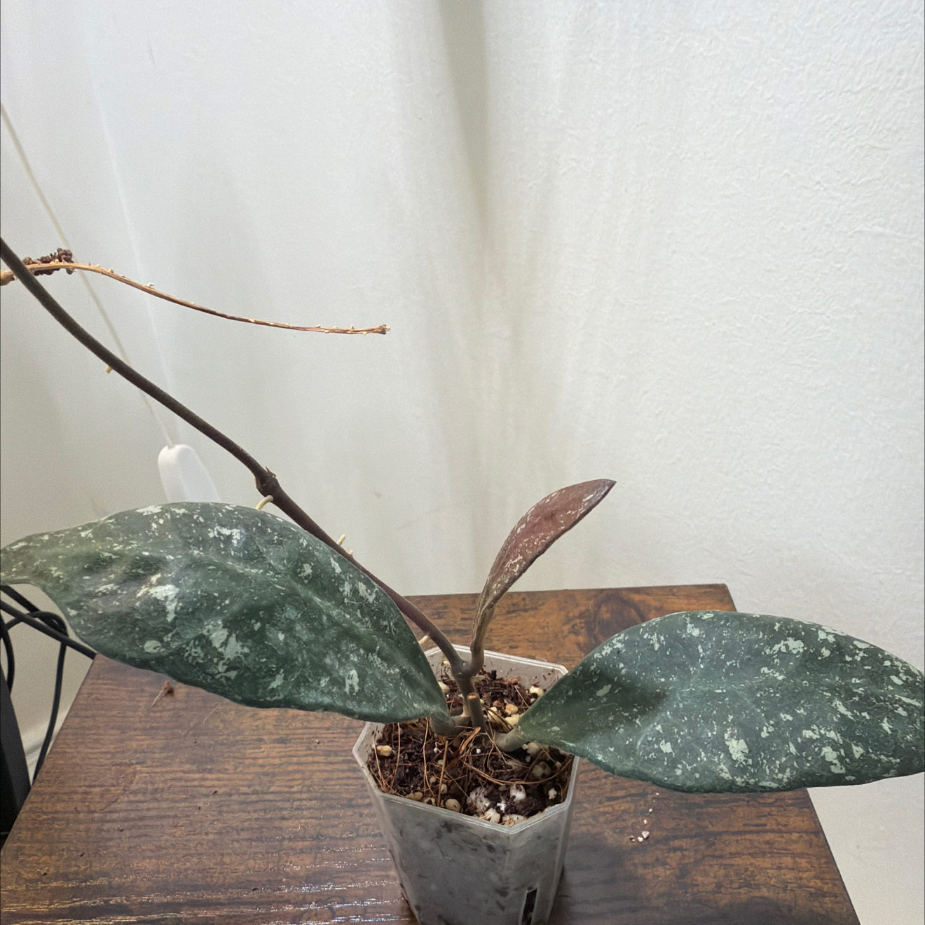 Photo of the plant species Hoya rundumensis by @StoriedCyclamen named Rudy 2.0 (home) on Greg, the plant care app