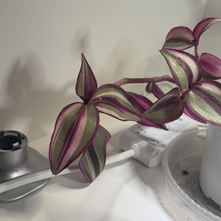 Photo of the plant species Tradescantia Quadricolor by @StoriedCyclamen named Zion on Greg, the plant care app