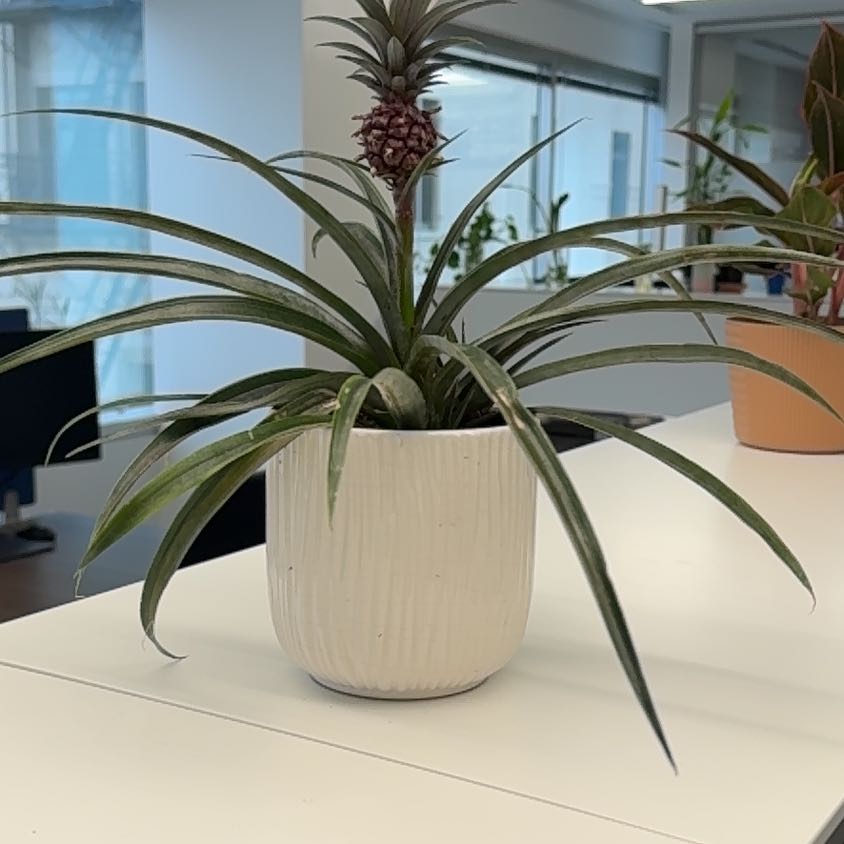 Photo of the plant species pineapple by @StoriedCyclamen named Apollo on Greg, the plant care app