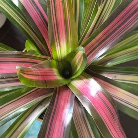 Photo of the plant species Wolfgang by @StoriedCyclamen named Sanders on Greg, the plant care app