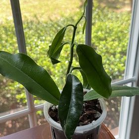 Photo of the plant species Hoya imperialis by @StoriedCyclamen named Imperial (home) on Greg, the plant care app