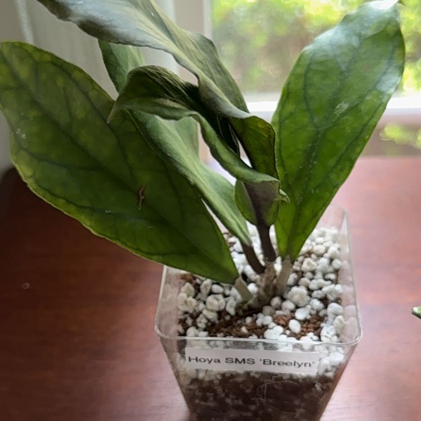 Photo of the plant species Hoya 'Breelyn' by @StoriedCyclamen named Breelyn (home) on Greg, the plant care app