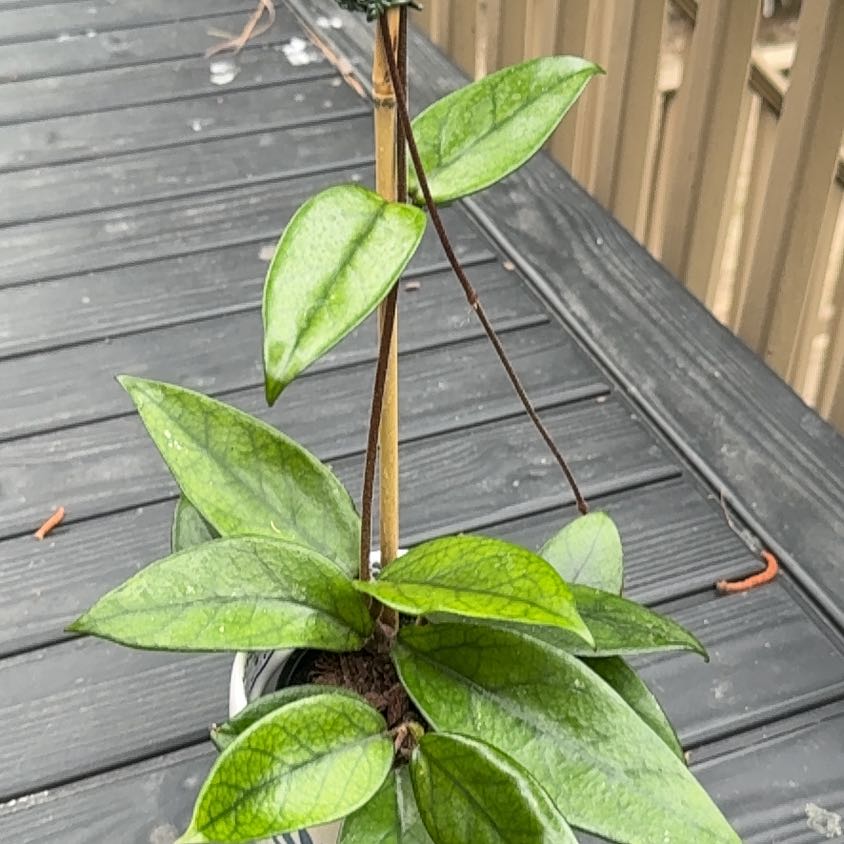 Photo of the plant species Hoya dasyantha by @StoriedCyclamen named LiloStitch (home) on Greg, the plant care app