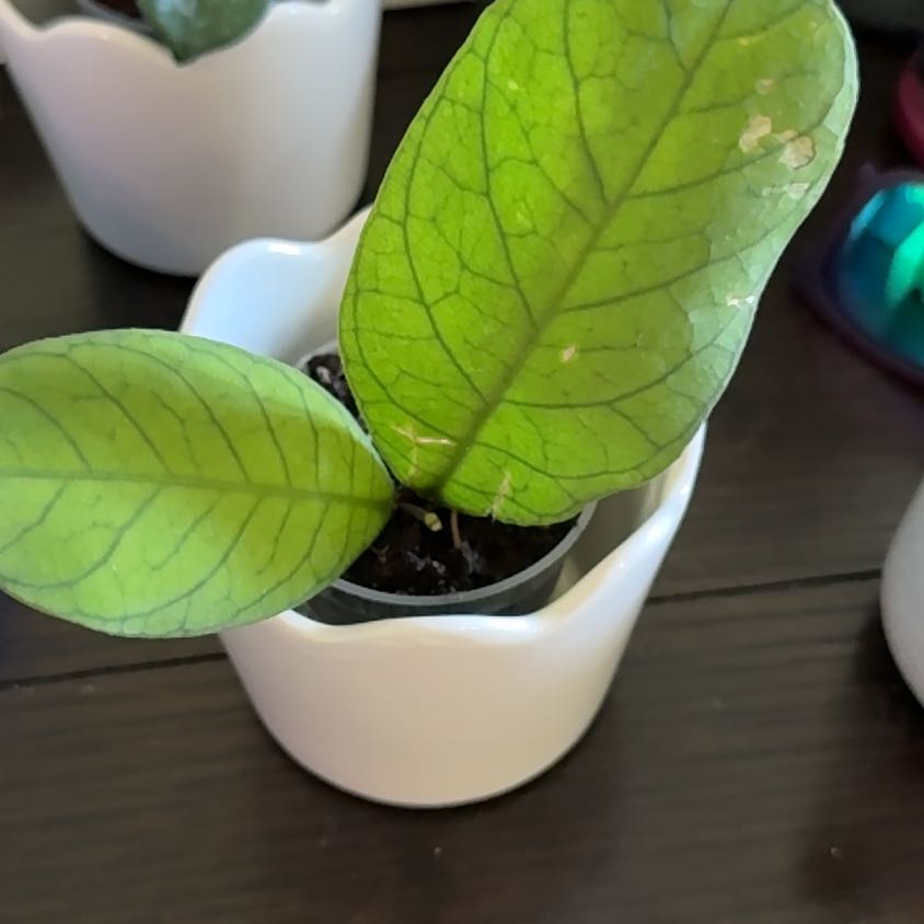 Photo of the plant species Hoya Sabah by @StoriedCyclamen named EPC-961 (home) on Greg, the plant care app