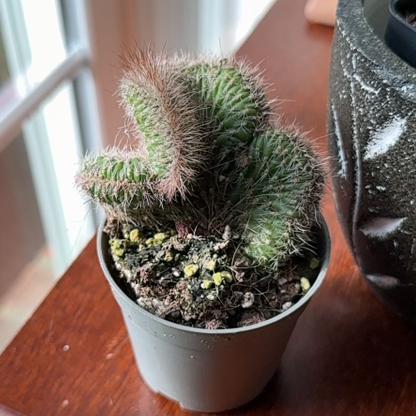 Photo of the plant species Crested Snake Cactus by @StoriedCyclamen named Slytherin (home) on Greg, the plant care app