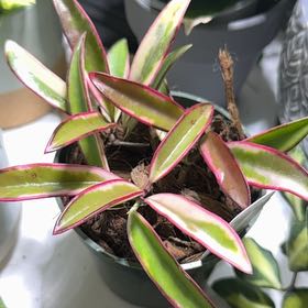 Photo of the plant species Hoya Lori Lyn by @StoriedCyclamen named Lori Lyn (home) on Greg, the plant care app