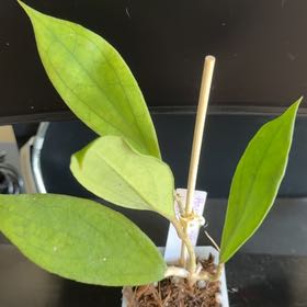 Photo of the plant species Hoya Jennifer by @StoriedCyclamen named Jennifer (home) on Greg, the plant care app