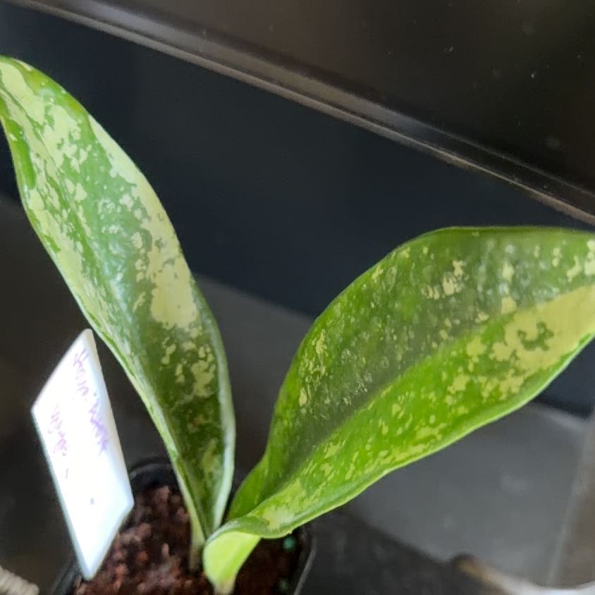 Photo of the plant species Hoya AH-074 by @StoriedCyclamen named Austen (home) on Greg, the plant care app