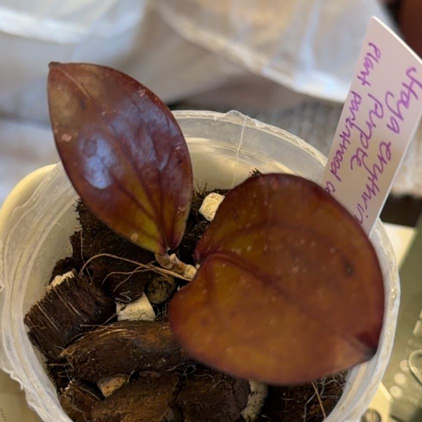 Photo of the plant species Hoya erythrina by @StoriedCyclamen named Coral (home) on Greg, the plant care app