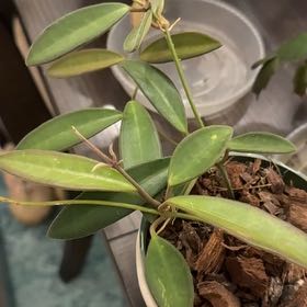 Photo of the plant species Waxvine by @StoriedCyclamen named Anncajanoae (home) on Greg, the plant care app