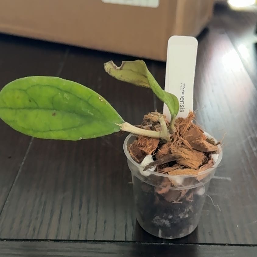 Photo of the plant species Hoya ranauensis by @StoriedCyclamen named Athena (home) on Greg, the plant care app