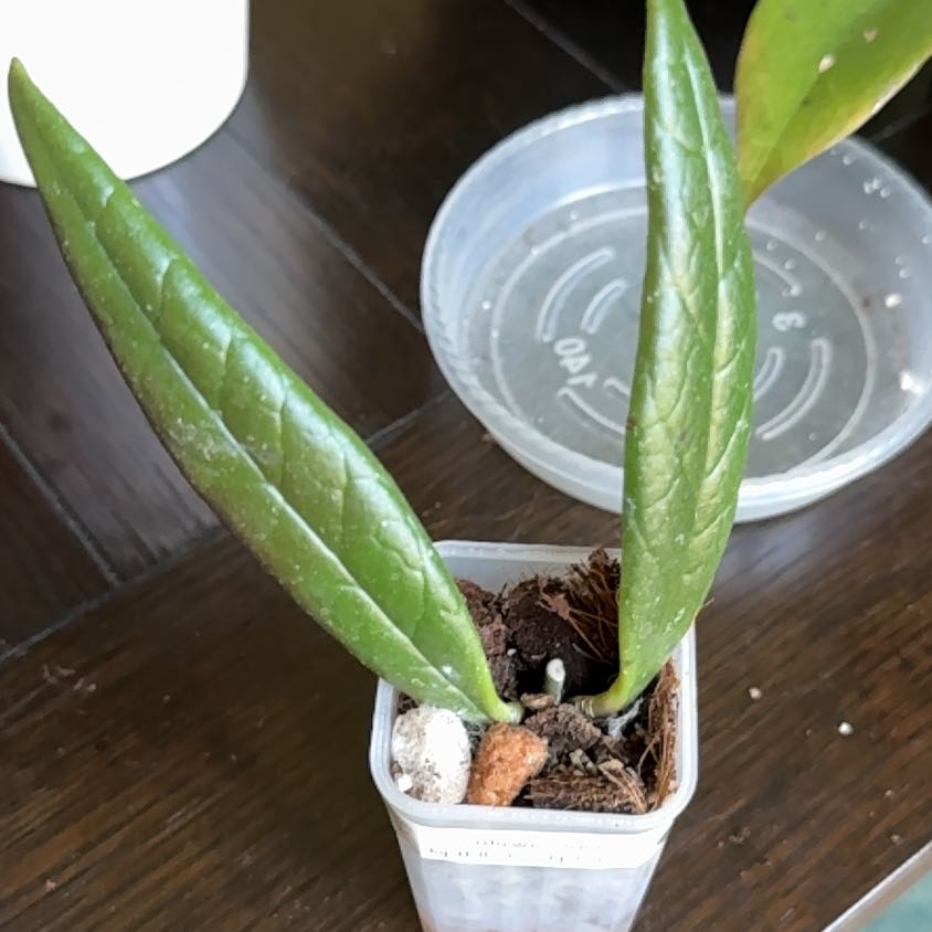 Photo of the plant species Hoya 'Sulawesiana Red' by @StoriedCyclamen named Sula (home) on Greg, the plant care app