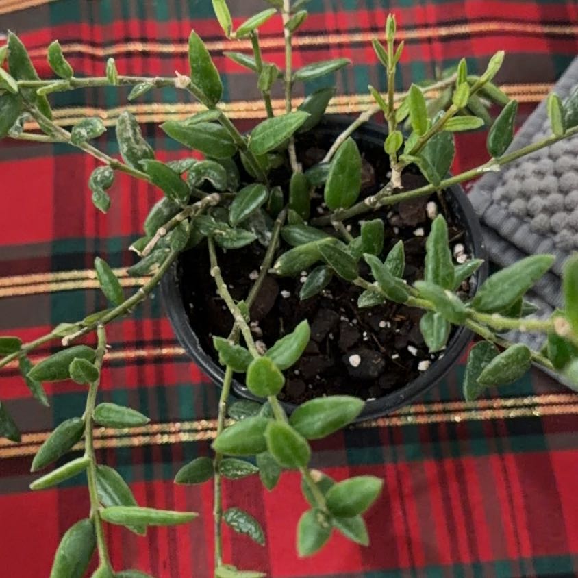 Photo of the plant species Waxflower by @StoriedCyclamen named Bodhi on Greg, the plant care app