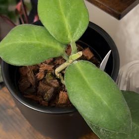 Photo of the plant species Hoya calycina ‘Stargazer’ by @StoriedCyclamen named Stargazer (home) on Greg, the plant care app
