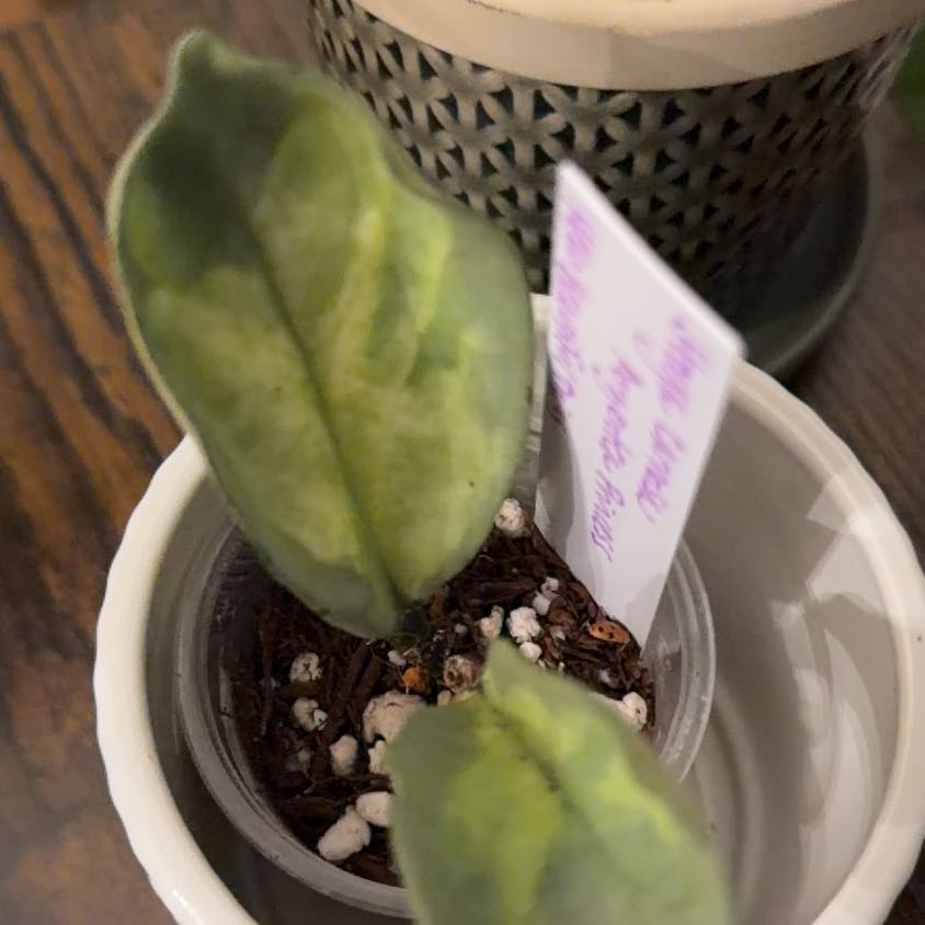 Photo of the plant species Hoya Argentea Princess by @StoriedCyclamen named Evita (home) on Greg, the plant care app