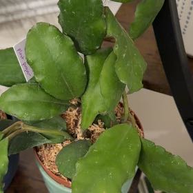 Photo of the plant species Hoya Waymaniae by @StoriedCyclamen named Wayman (home) on Greg, the plant care app