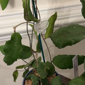 Photo of the plant species Waxplant by @StoriedCyclamen named Big Green Leaf (home) on Greg, the plant care app