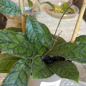 Photo of the plant species Hoya ranauensis by @StoriedCyclamen named Ronnie (home) on Greg, the plant care app