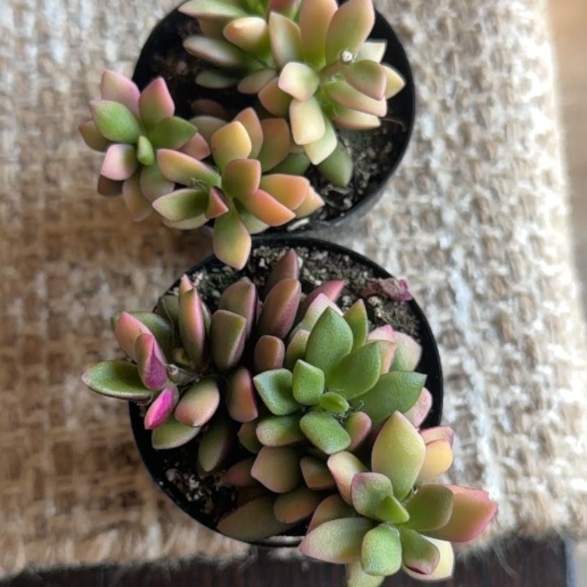 Photo of the plant species Anacampseros by @StoriedCyclamen named Verity on Greg, the plant care app
