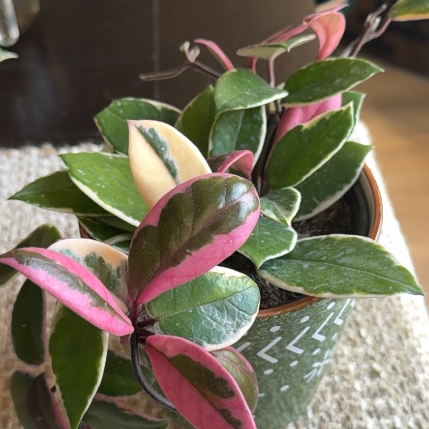 Photo of the plant species Hoya 'Purple Pride' by @StoriedCyclamen named Scarlett (home) on Greg, the plant care app