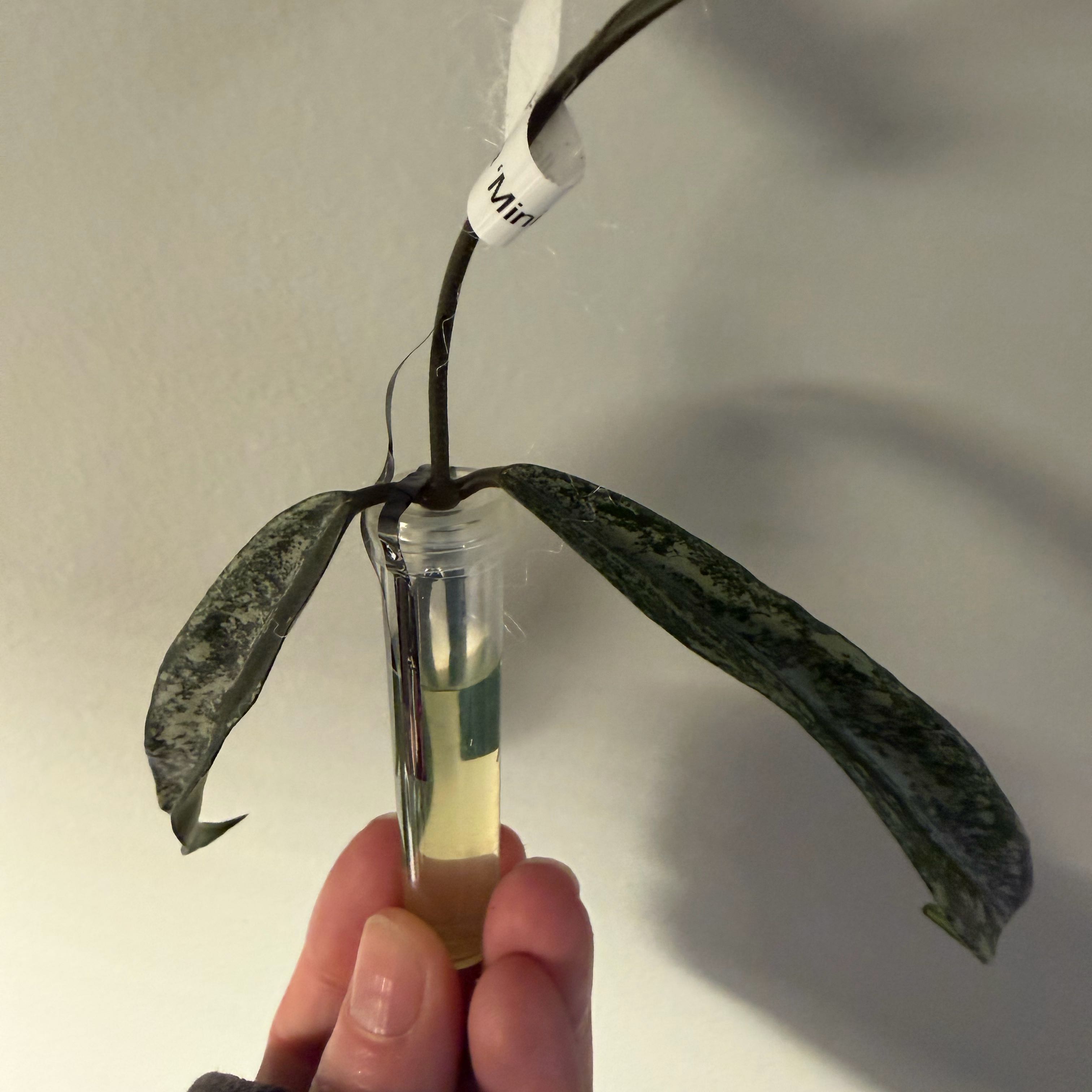 Photo of the plant species Hoya Minibelle by @StoriedCyclamen named Belle on Greg, the plant care app