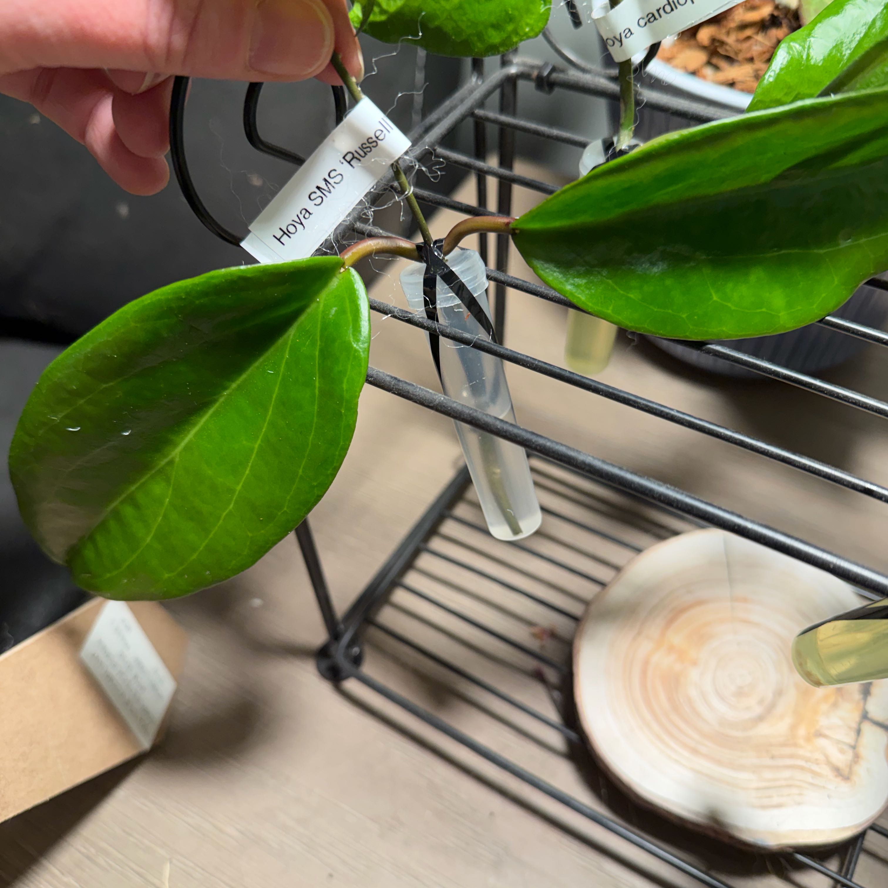Photo of the plant species Hoya ilagiorum by @StoriedCyclamen named SMS Russell (ilagorium x viola) on Greg, the plant care app