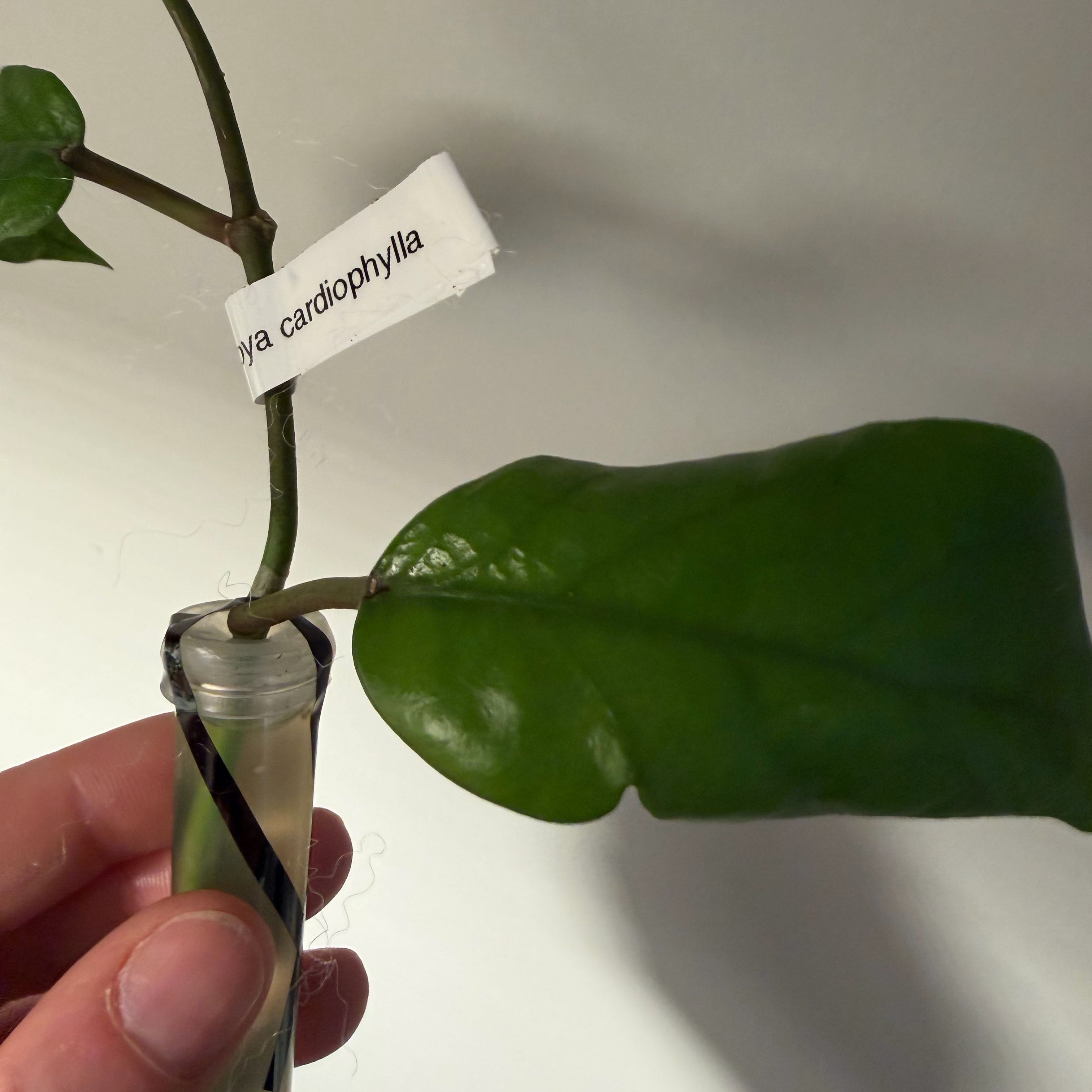 Photo of the plant species Hoya cardiophylla by @StoriedCyclamen named Cardi-B on Greg, the plant care app