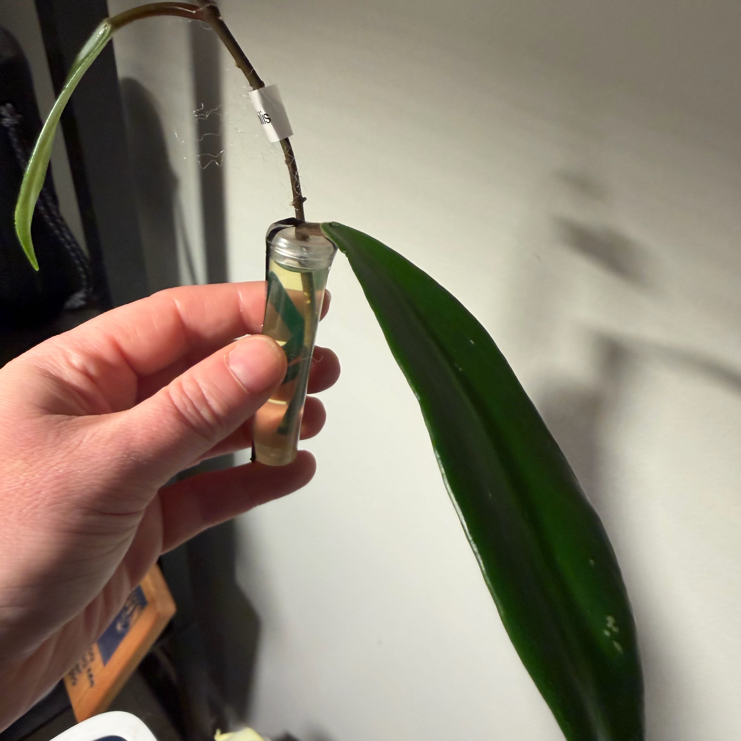 Photo of the plant species Hoya revolubilis by @StoriedCyclamen named Robert Plant on Greg, the plant care app