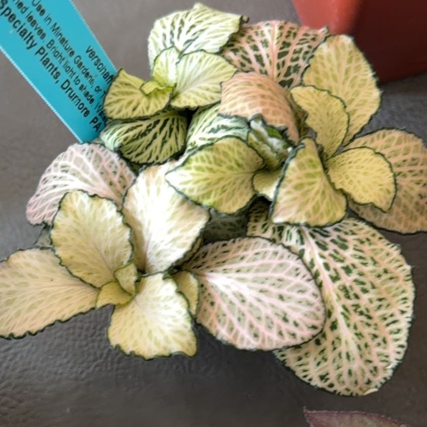 Photo of the plant species Big Leaf by @StoriedCyclamen named Purple Snow Anne on Greg, the plant care app