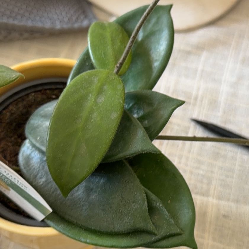 Photo of the plant species Vangviengiensis Hoya by @StoriedCyclamen named Van on Greg, the plant care app