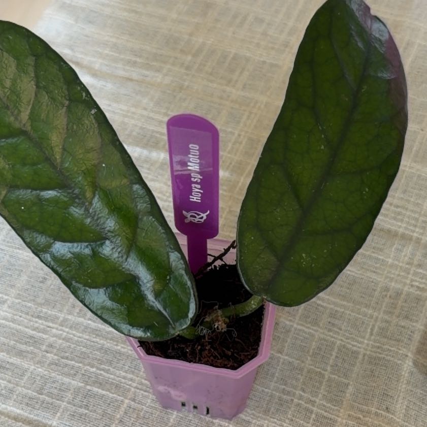 Photo of the plant species Hoya sp. 'Motuo' by @StoriedCyclamen named Motuo (home) on Greg, the plant care app
