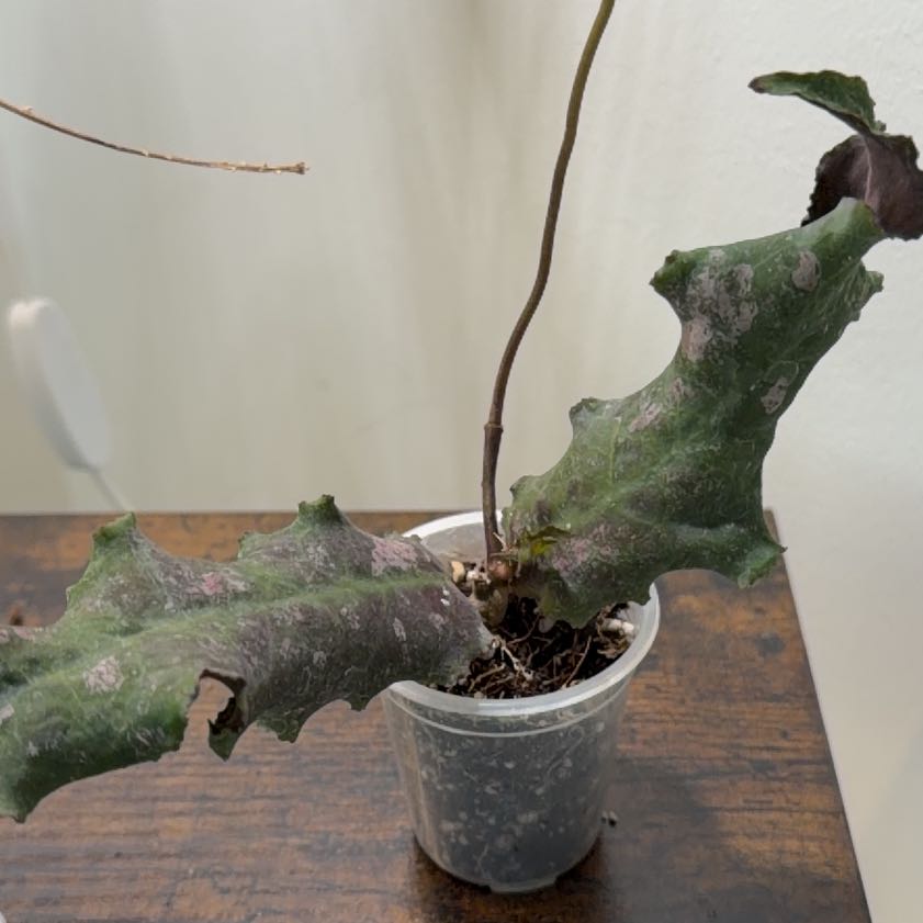 Photo of the plant species Hoya undulata by @StoriedCyclamen named Undulata (home) on Greg, the plant care app