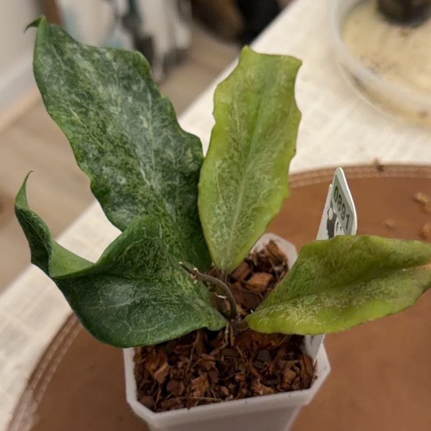Photo of the plant species Hoya incrassata 'Albomarginata' by @StoriedCyclamen named Incrassata Silver (home) on Greg, the plant care app