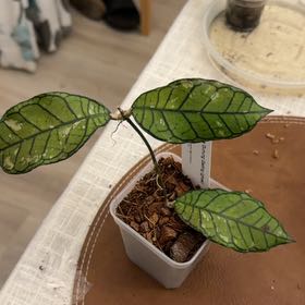Photo of the plant species Hoya gunung gading ‘Ghost’ by @StoriedCyclamen named GG Ghost (home) on Greg, the plant care app