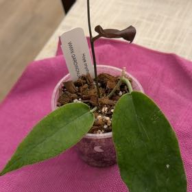 Photo of the plant species Hoya onychoides by @StoriedCyclamen named Onychoides on Greg, the plant care app