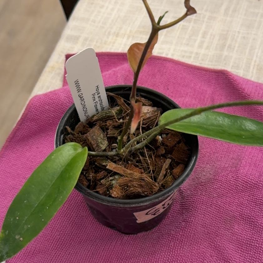 Photo of the plant species Hoya Archboldiana by @StoriedCyclamen named Pinky (home) on Greg, the plant care app