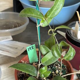 Photo of the plant species hoya patella 'pink' by @StoriedCyclamen named Miley on Greg, the plant care app