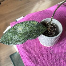 Photo of the plant species Hoya Tanggamus by @StoriedCyclamen named Noid on Greg, the plant care app