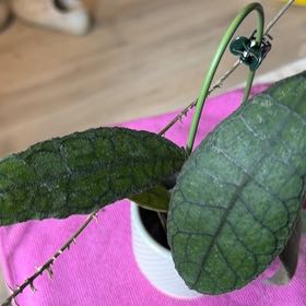 Photo of the plant species Hoya clemensiorum by @StoriedCyclamen named Indo skinny leaf on Greg, the plant care app