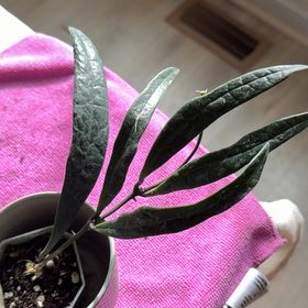 Photo of the plant species Hoya sulawesiana by @StoriedCyclamen named Sulawesiana 2.0 on Greg, the plant care app