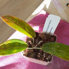Photo of the plant species Hoya piestolepis by @StoriedCyclamen named Piestolesis (home) on Greg, the plant care app
