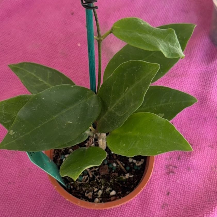 Photo of the plant species Hoya Patricia by @StoriedCyclamen named Patricia (home) on Greg, the plant care app