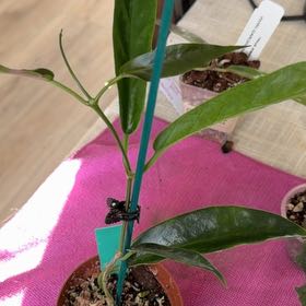 Photo of the plant species Hoya onychoides by @StoriedCyclamen named Onychoides (PProper) on Greg, the plant care app