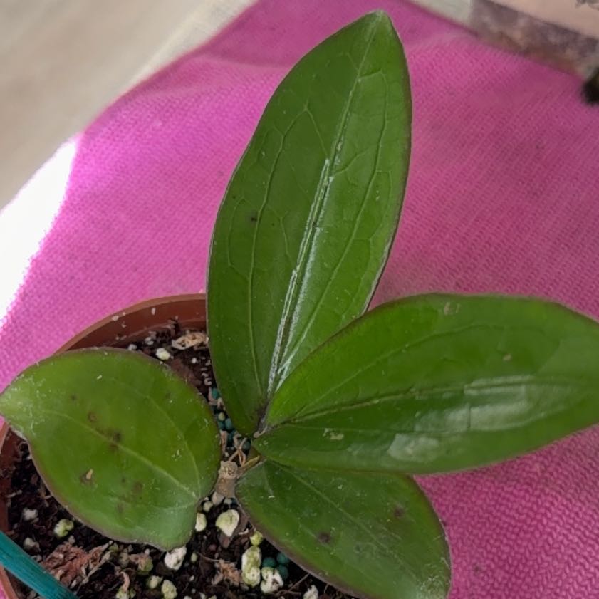 Photo of the plant species Hoya Jennifer by @StoriedCyclamen named Jennifer x erythrina on Greg, the plant care app
